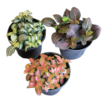 Fittonia Assortment